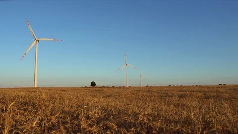 Windmills in wheat field pan Stock Footage 92052390