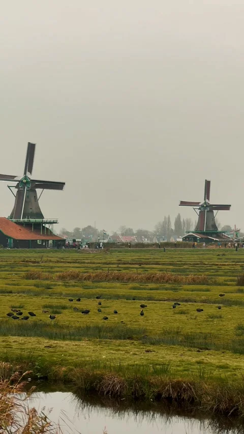 Windmills in Zaanse Schans 17 Stock Footage 323523872