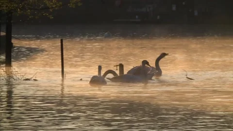 Windor Castle Swans on the River Thames Vídeo Stock 160962841