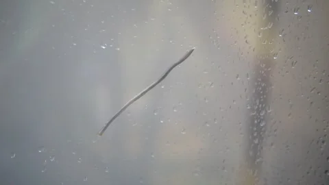 A window adorned with water droplets Stock Footage 300427062