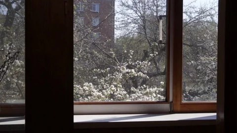 Window against beautiful cherry tree with white flowers Stock Footage 129296036