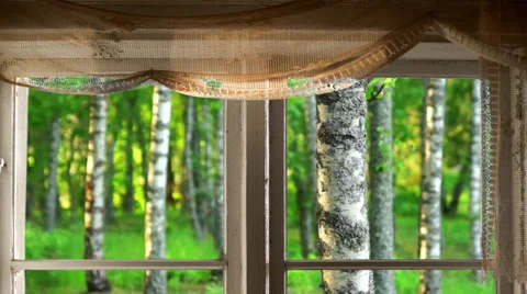 Window and birch trees in summer Stock Footage 32961521