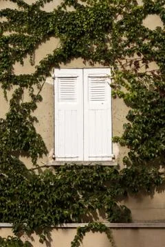 Window and creeper Stock Photos