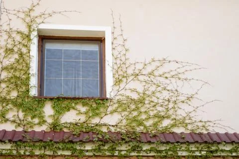 Window and ivy on the wall of old house Stock Photos