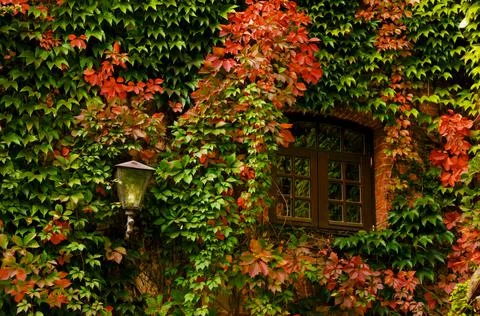 Window and lantern on the wall of the old ivy-covered castle Stock Photos