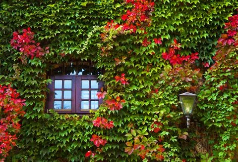 Window and lantern on the wall of the old ivy-covered castle Stock Photos