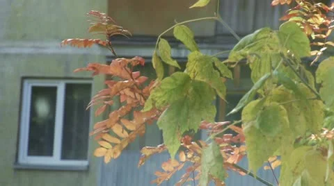 Window and leaves Video stock 9212953