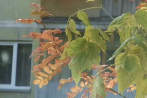 Window and leaves Stock Footage 10609926