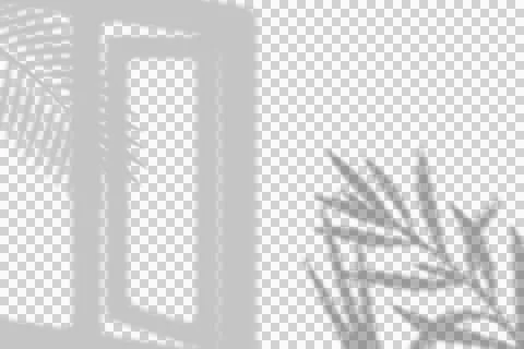 Window and palm leaf shadow overlay for creative design and photography mockups. Stock Illustration