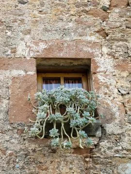 Window and plants Stock Photos