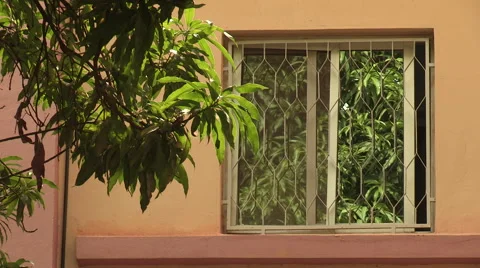 Window and tree Stock Footage 51436459