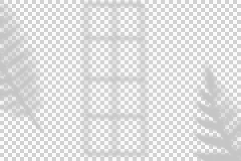 Window and Tropical Leaf Shadow Overlay on White Background Stock Illustration