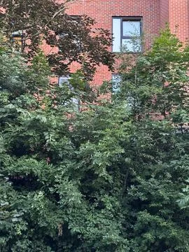 Window of apartment seen through tree branches Stock Photos