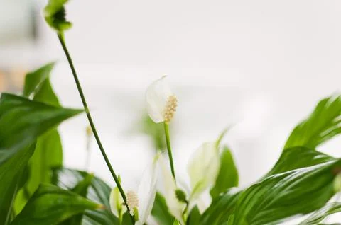 On the window is a beautiful spring white flower. Stock Photos