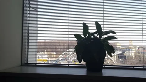 Window blinds opening in the office, flower on the windowsill, 4K 스톡 동영상 219811894