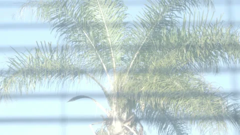 Window Blinds Opening to Reveal Palm Tree Stock Footage 343092772