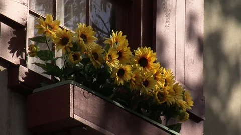Window Box with Daisies Stock Footage 92209661