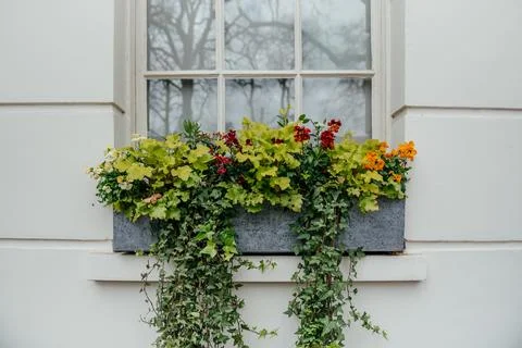 Window Box with Ivy and Assorted Colorful Flowers Stock Photos