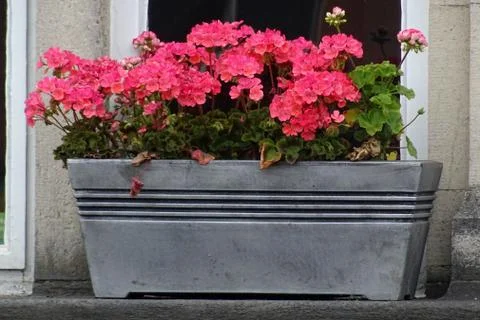 Window Box With Red Flora Stock Photos