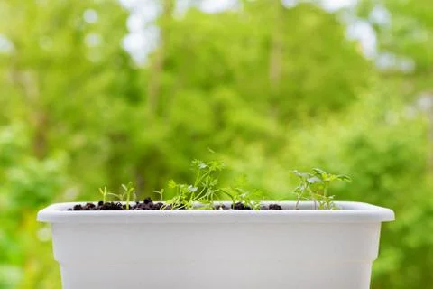 Window box with vegetables seedlings Foto stock