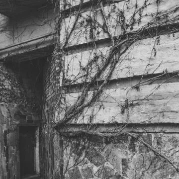 Window brick wall vine Stock Photos