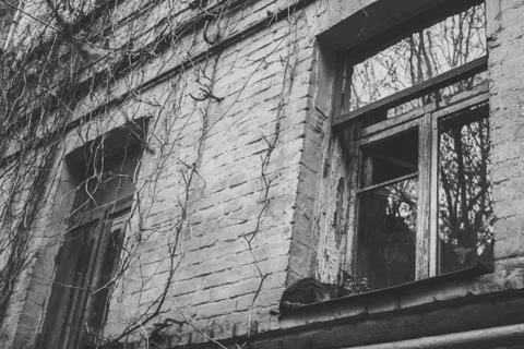 Window brick wall vine Stock Photos