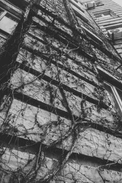 Window brick wall vine Stock Photos