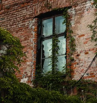 Window of a building with red brick wall covered with green leaves of a plant Fotos de archivo