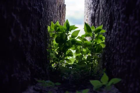 Window in a castle Stock Photos