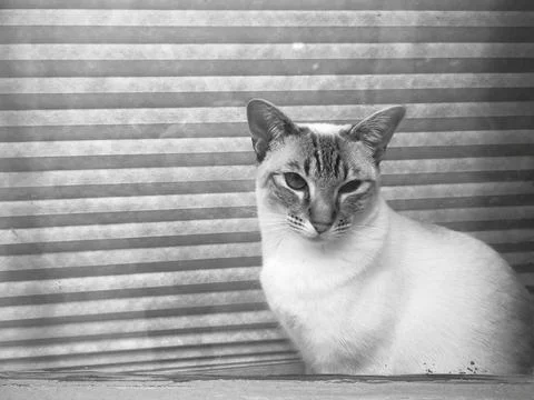 Window Cat BW Stock Photos