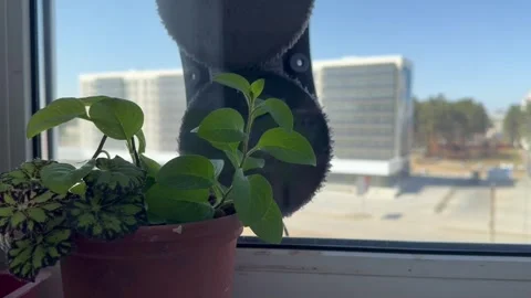 Window cleaning robot on the street side of the window Stock Footage 306574407