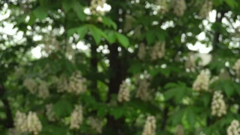 The window closes. Drops of rain run down the glass. Blooming chestnut. Rainy Video stock 158707020