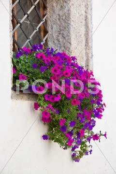 Window with colorful flowers on a white wall Stock Photos