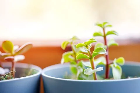 Window corner full of house plants Stock Photos