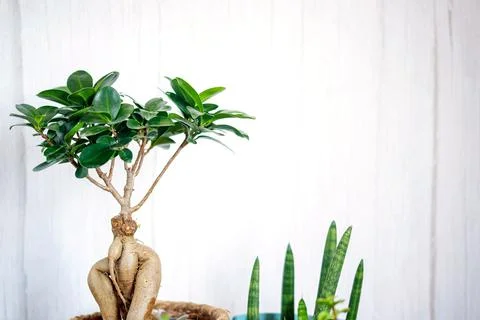 Window corner full of house plants Stock Photos