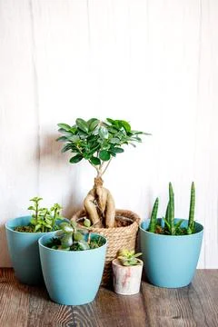 Window corner full of house plants Stock Photos