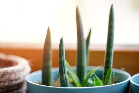 Window corner full of house plants Stock Photos