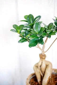 Window corner full of house plants Stock Photos