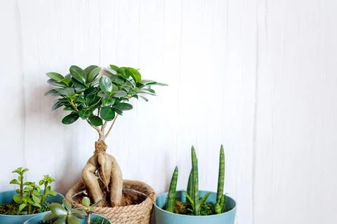Window corner full of house plants Foto stock