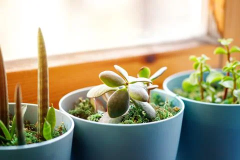 Window corner full of house plants Stock Photos