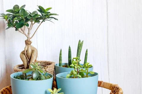 Window corner full of house plants Stock Photos