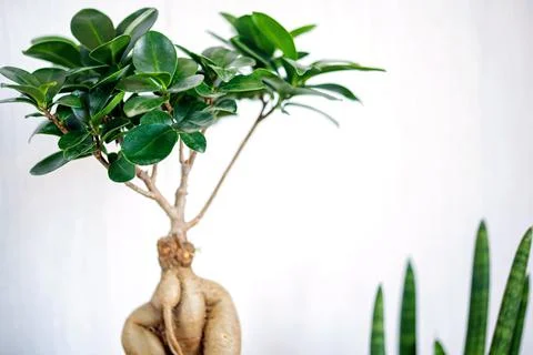 Window corner full of house plants Stock Photos