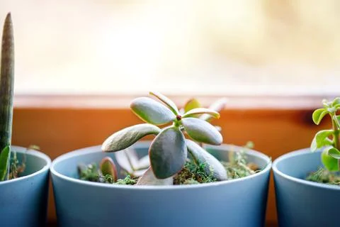 Window corner full of house plants Stock Photos
