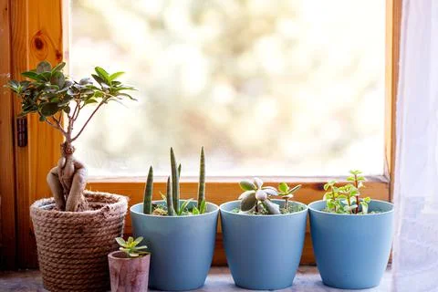 Window corner full of house plants Stock Photos
