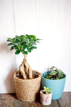 Window corner full of house plants Stock Photos