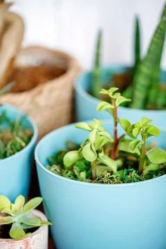 Window corner full of house plants Stock Photos