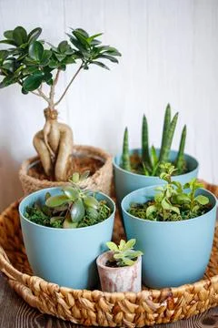 Window corner full of house plants Stock Photos