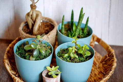 Window corner full of house plants Stock Photos