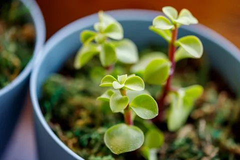 Window corner full of house plants Stock Photos
