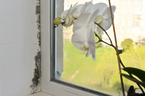 Window corner shows dark mildew buildup near houseplant and wet surface caused Stockfoto's